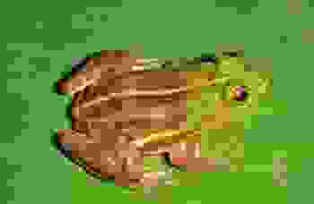 frog